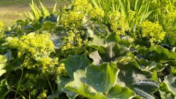 Alchemilla mollis 'Thriller' pehme kortsleht